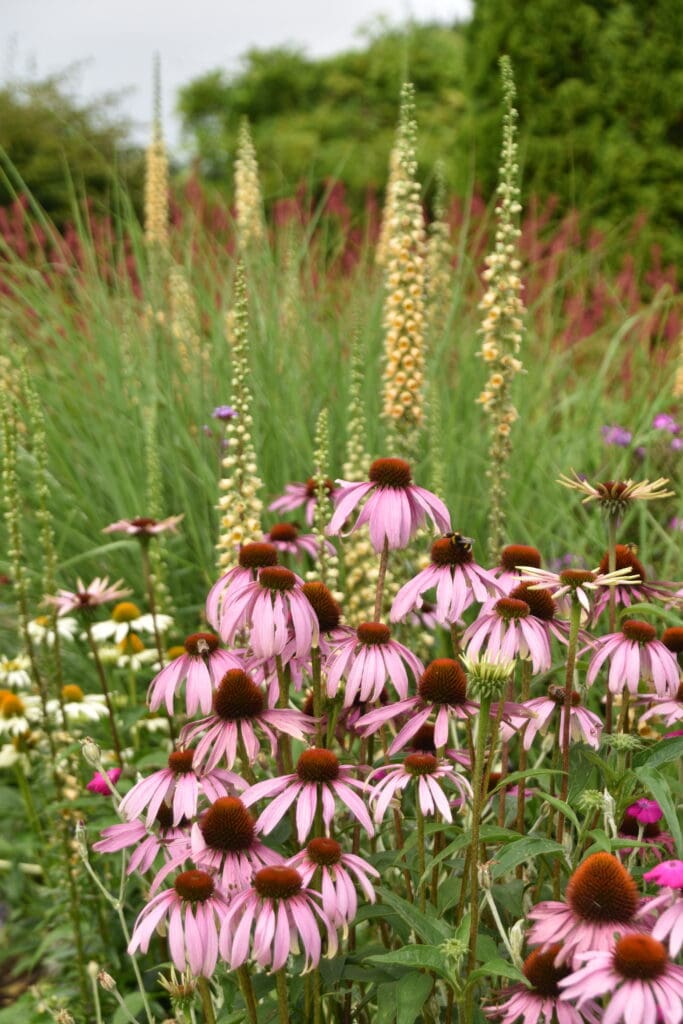 Echinacea and Digitalis