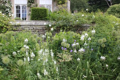 Allium Seedheads