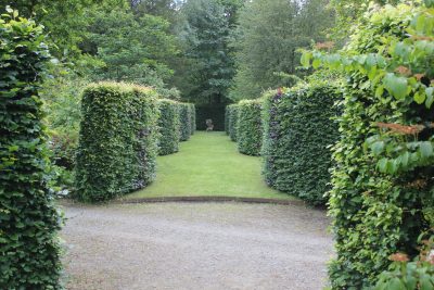 Beech Hedges