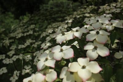 Clematis