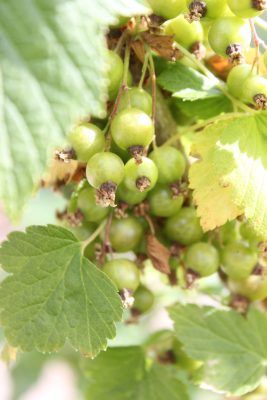 Currants
