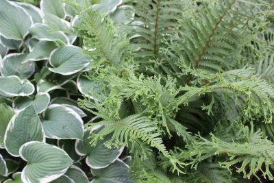 Hostas and Ferns