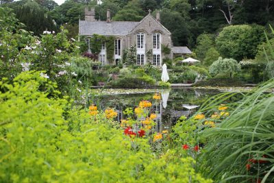 Lake and Primulas