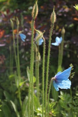 Meconopsis