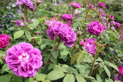 Roses