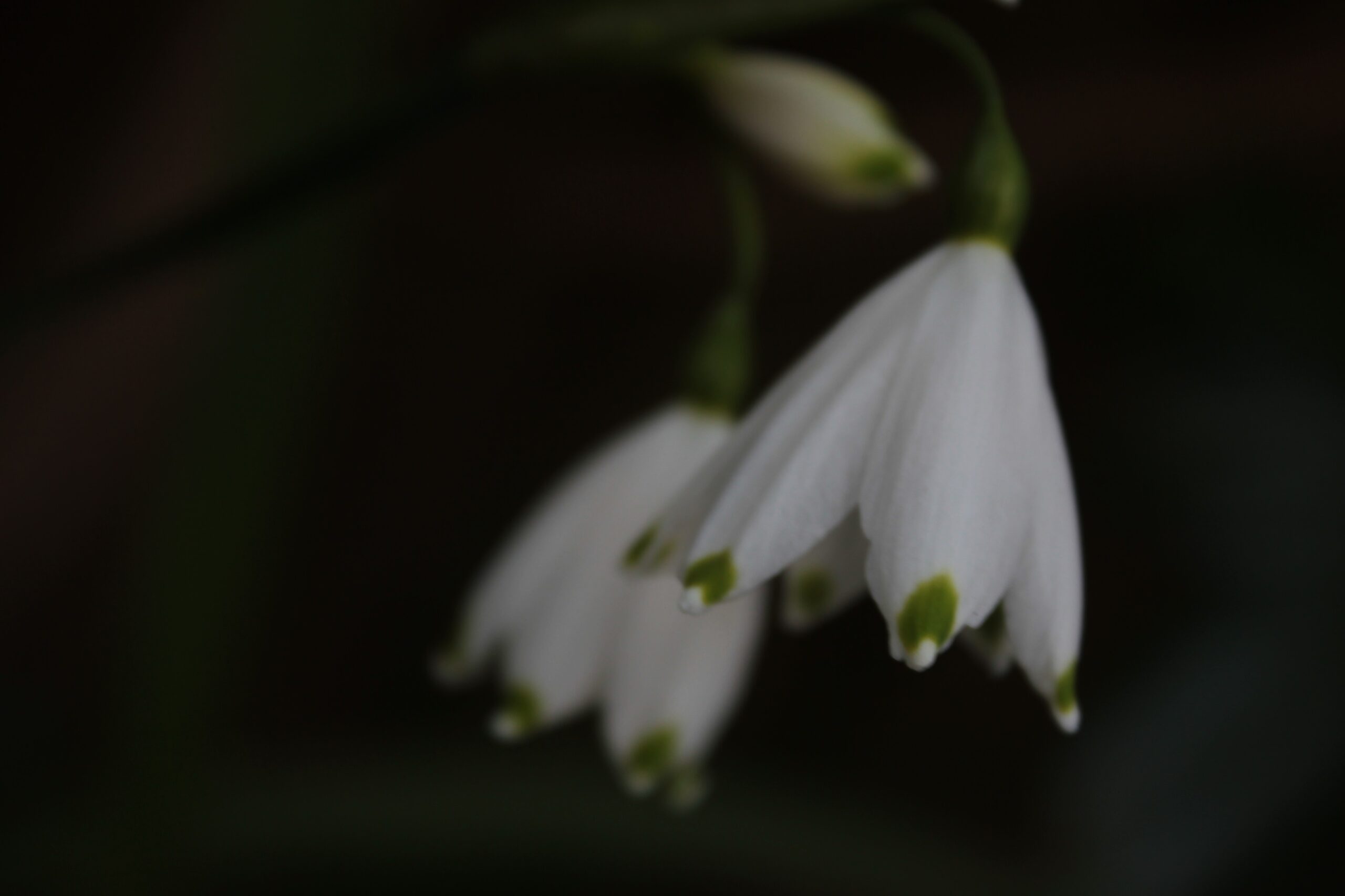 Leucojum in my own garden