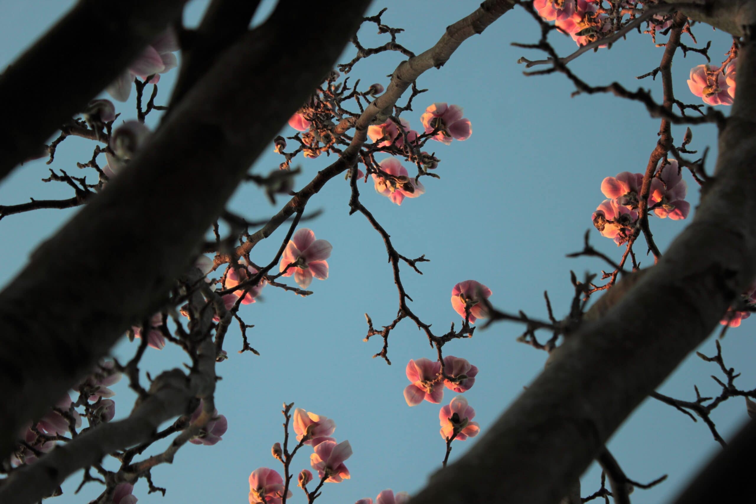 Magnolia in my own garden