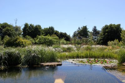 Natural Pool