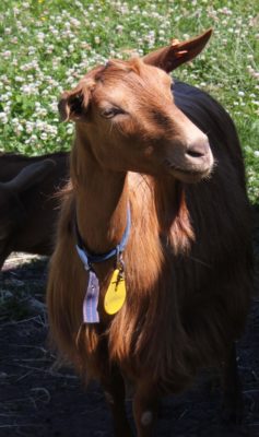Goat