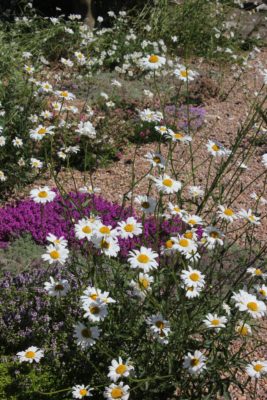 Gravel Garden