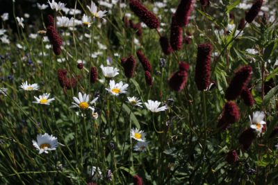 Leucanthemum