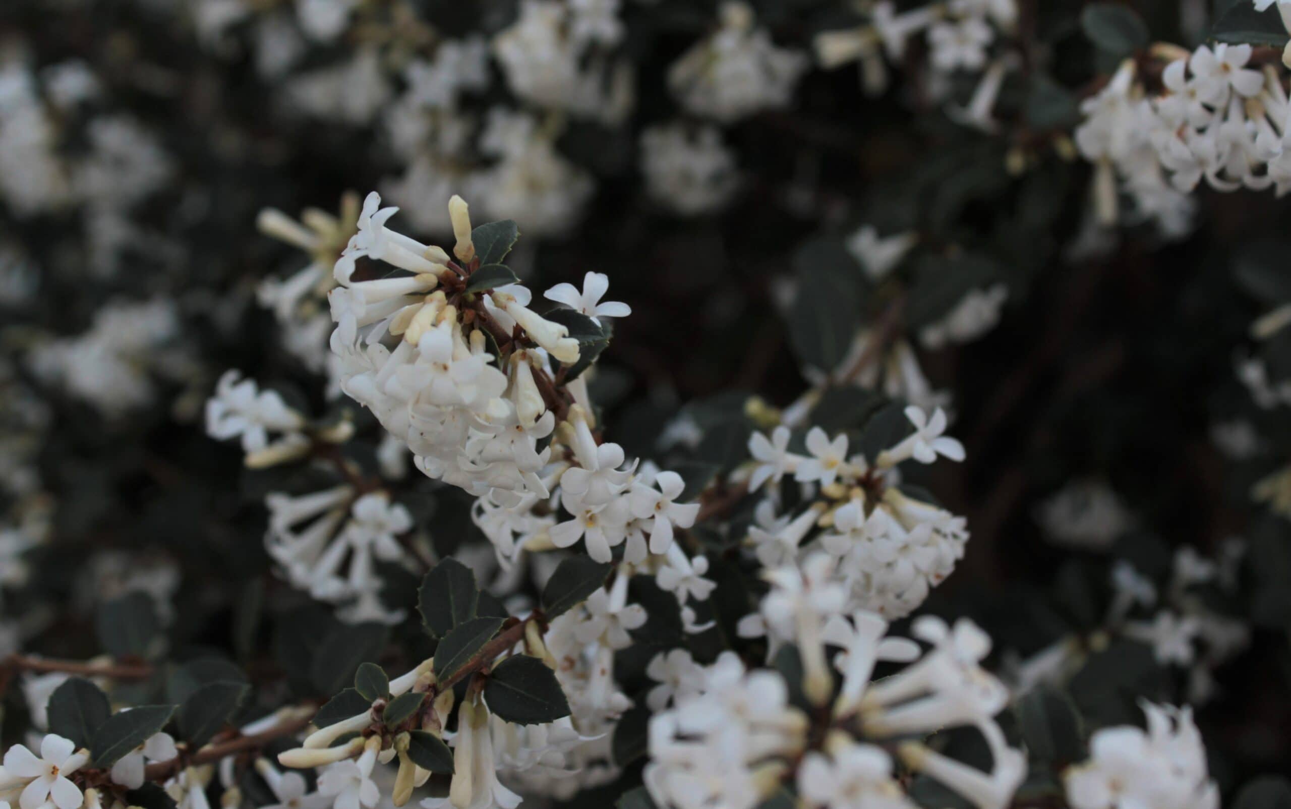 White flowers on Osmanthus delavayi