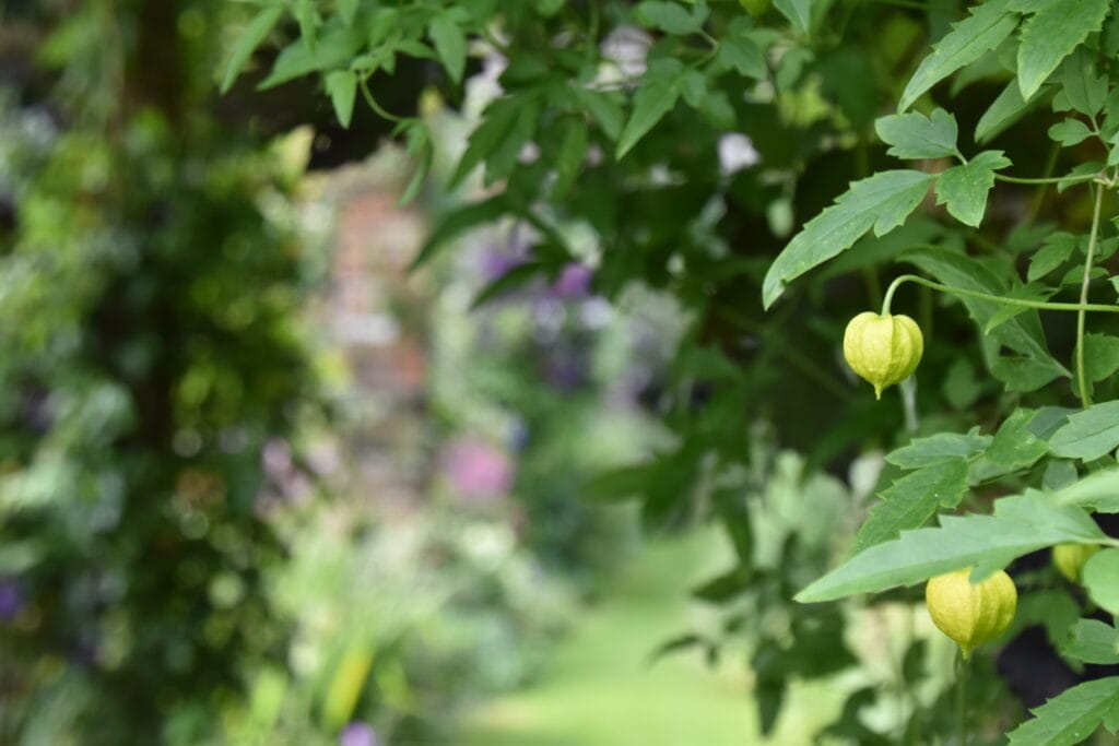 Climbing Plant and Pergola