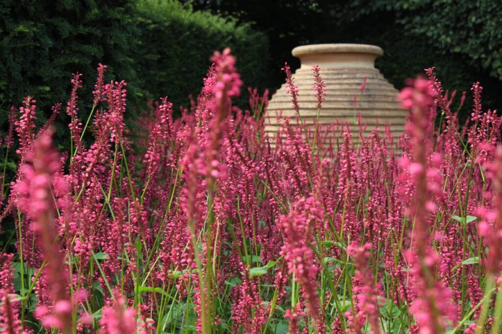 Large Pot and Persicaria