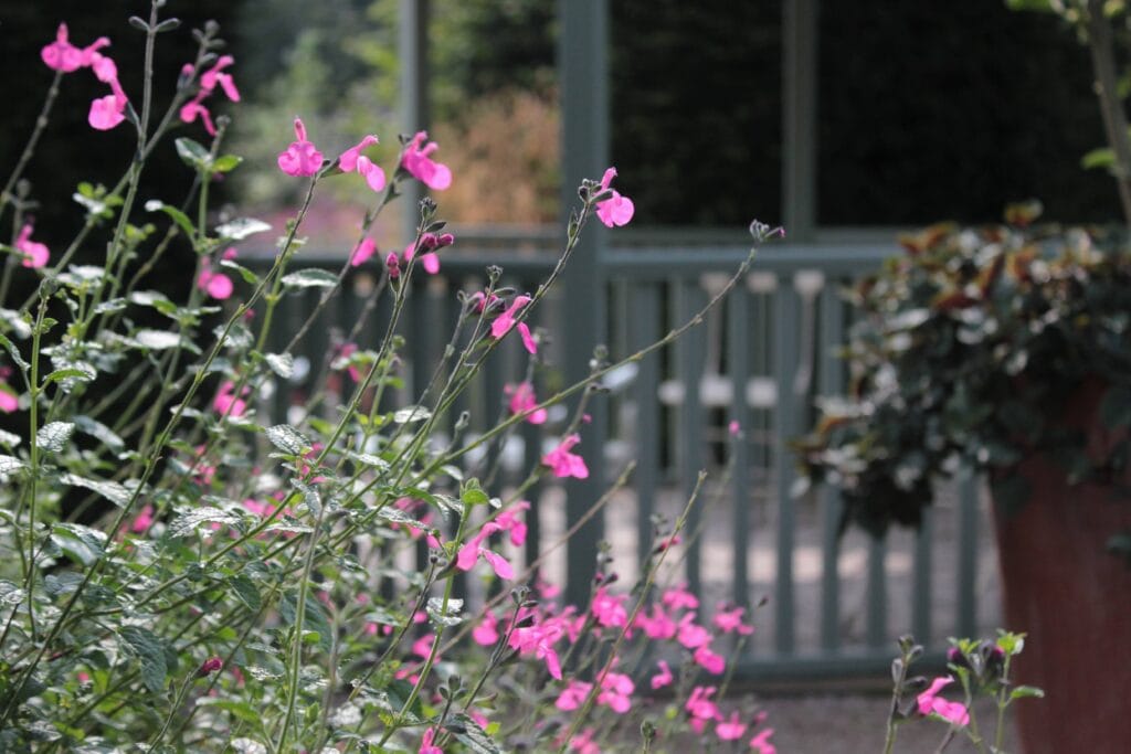 Pink Flowers