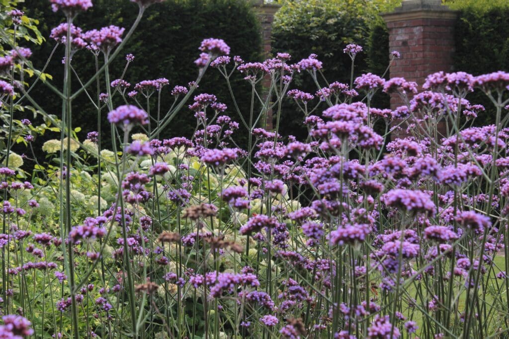 Verbena bonariensis
