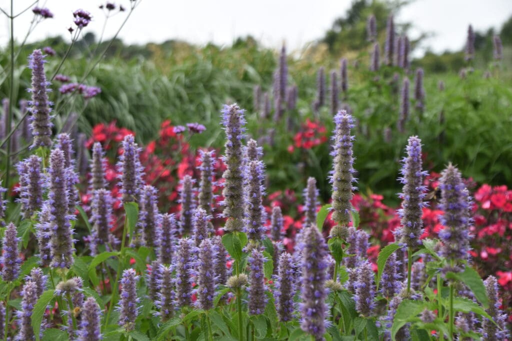 Agastache