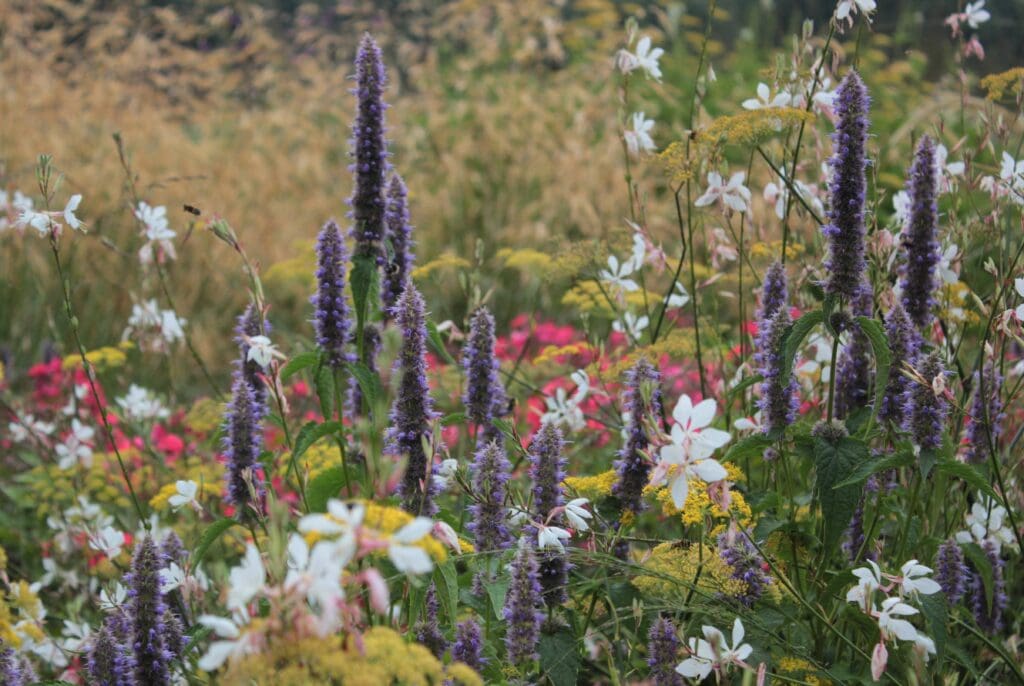 Prairie Planting