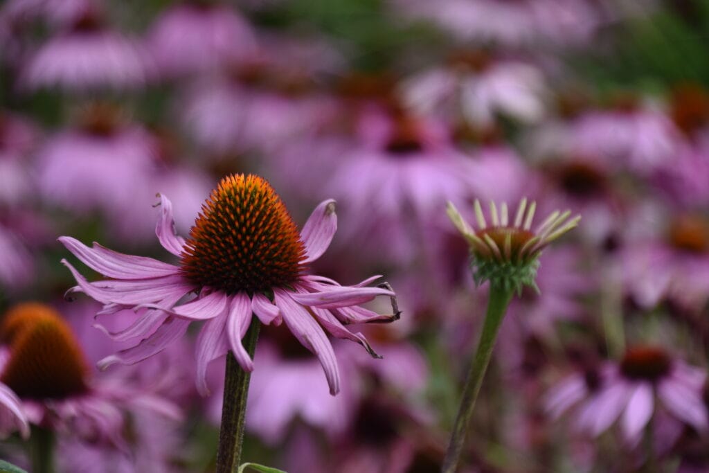 Echinacea purpureum