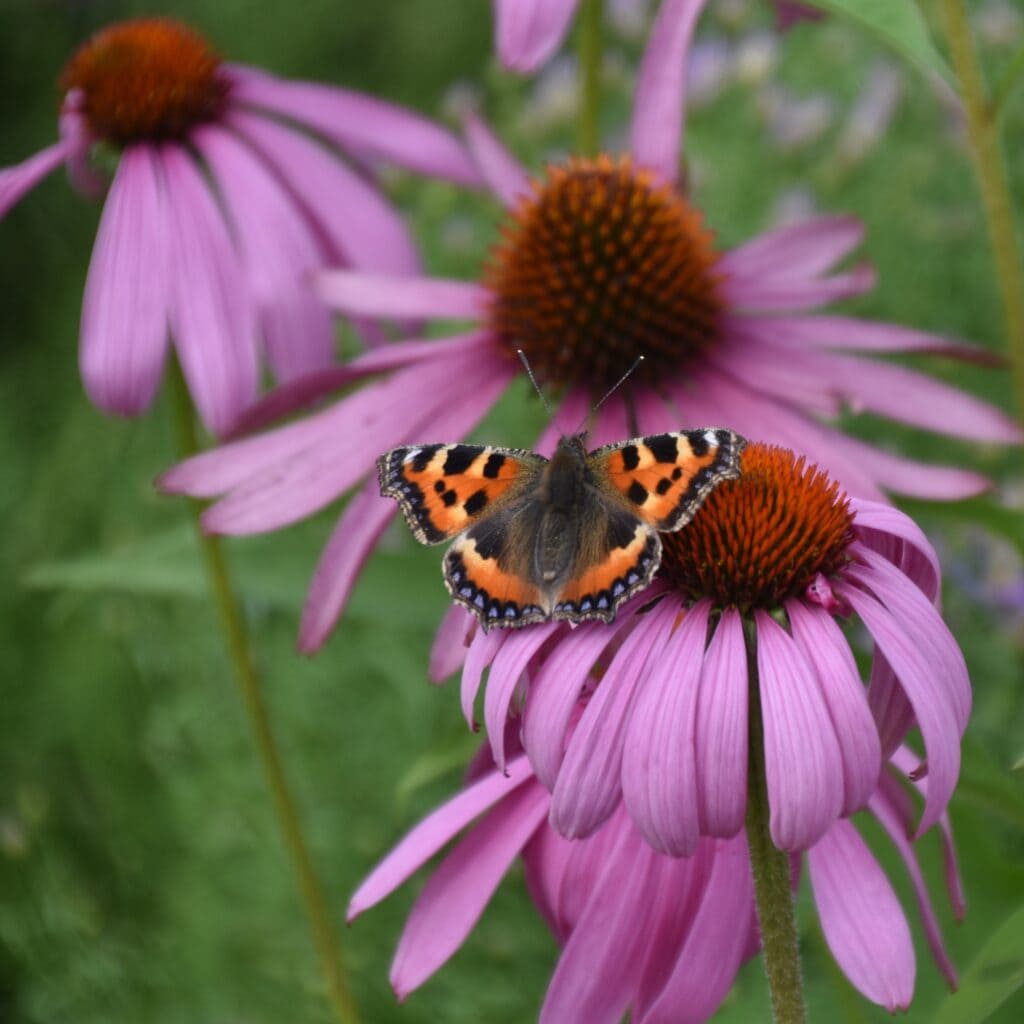 Butterfly on Echinacea