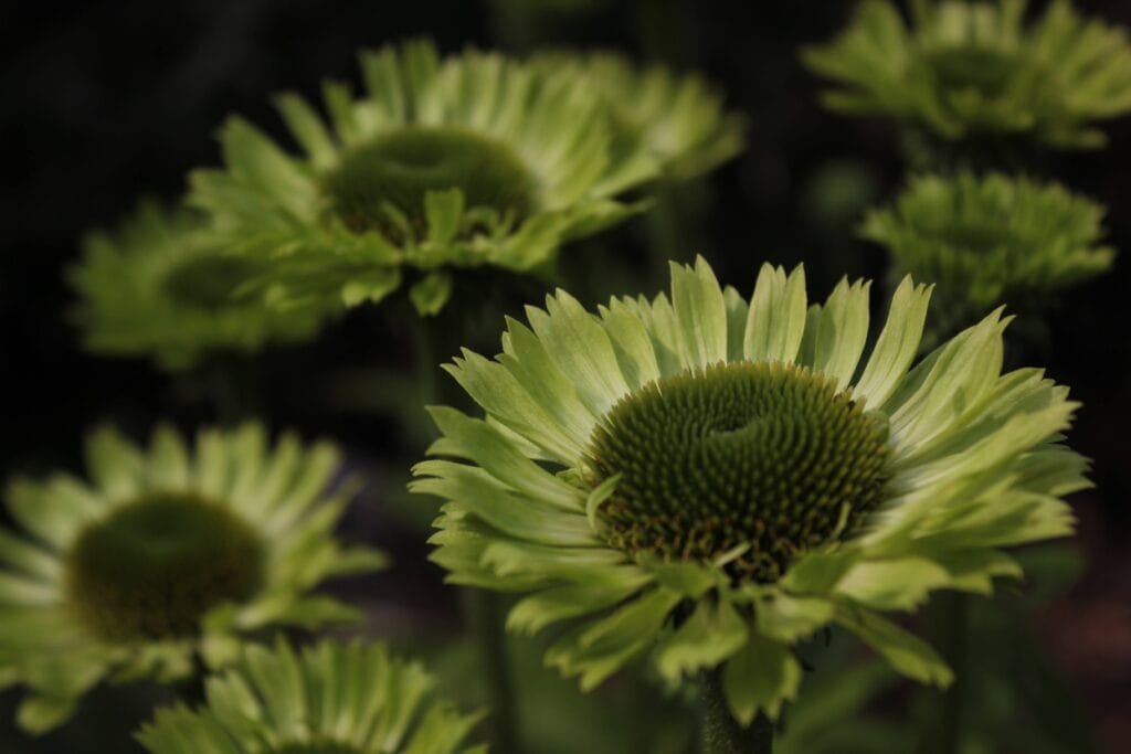 Echinacea 'Green Jewel'