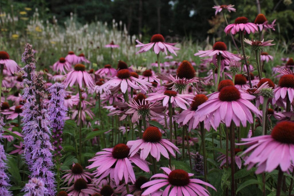 Group of Echinacea