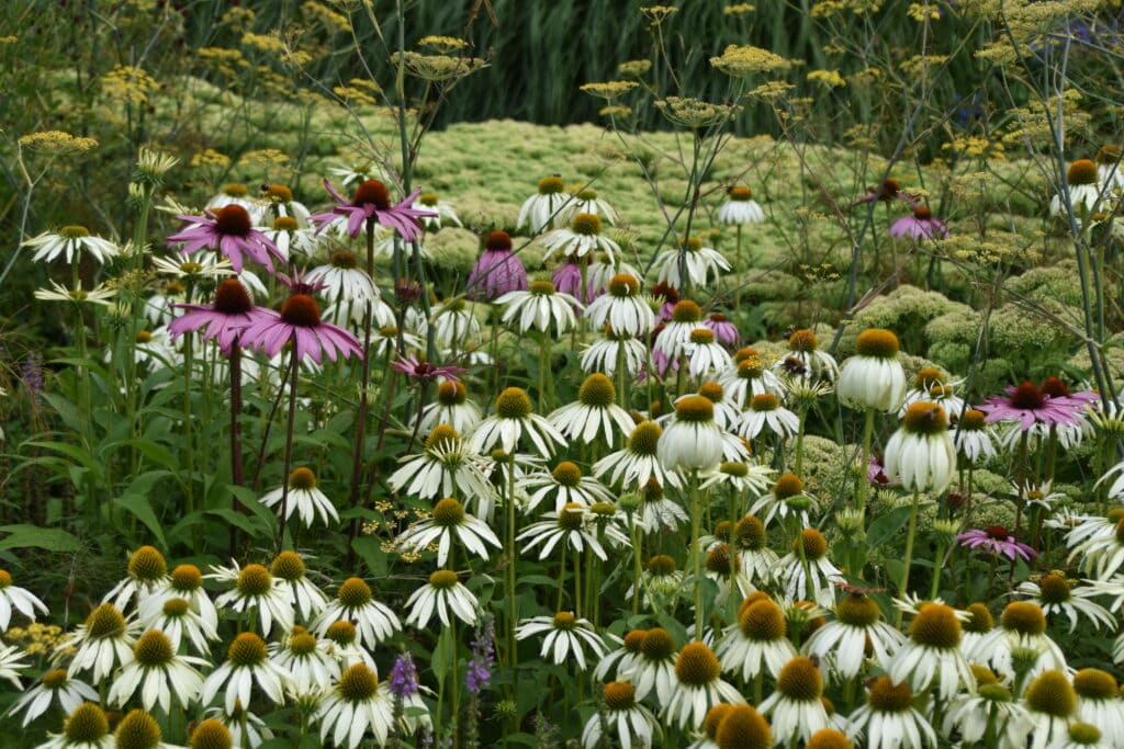 Echinacea 'White Swan'
