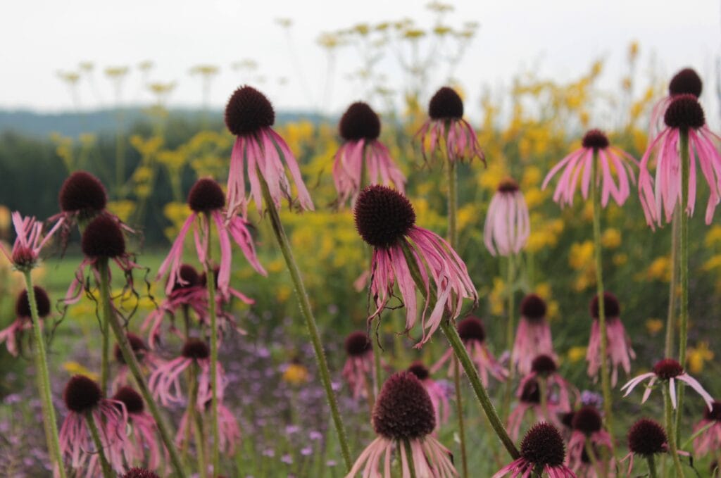 Echinacea pallida