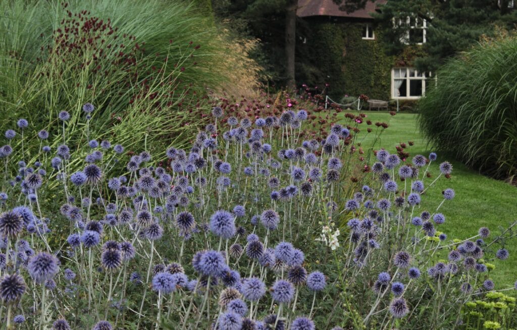 Echinops