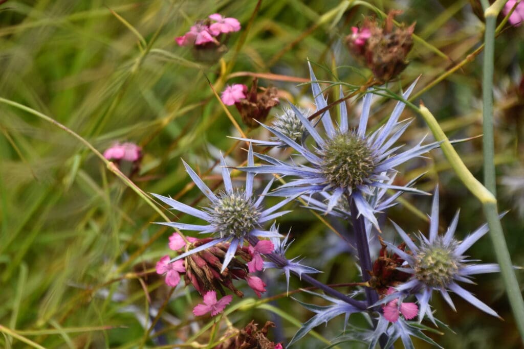 Eryngium