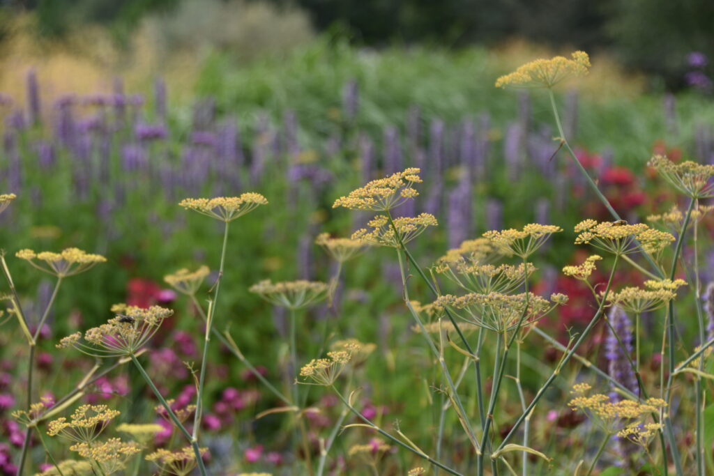 Fennel