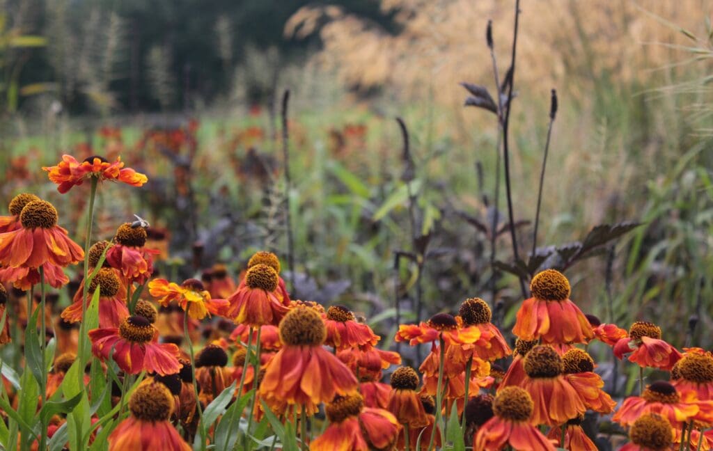 Helenium