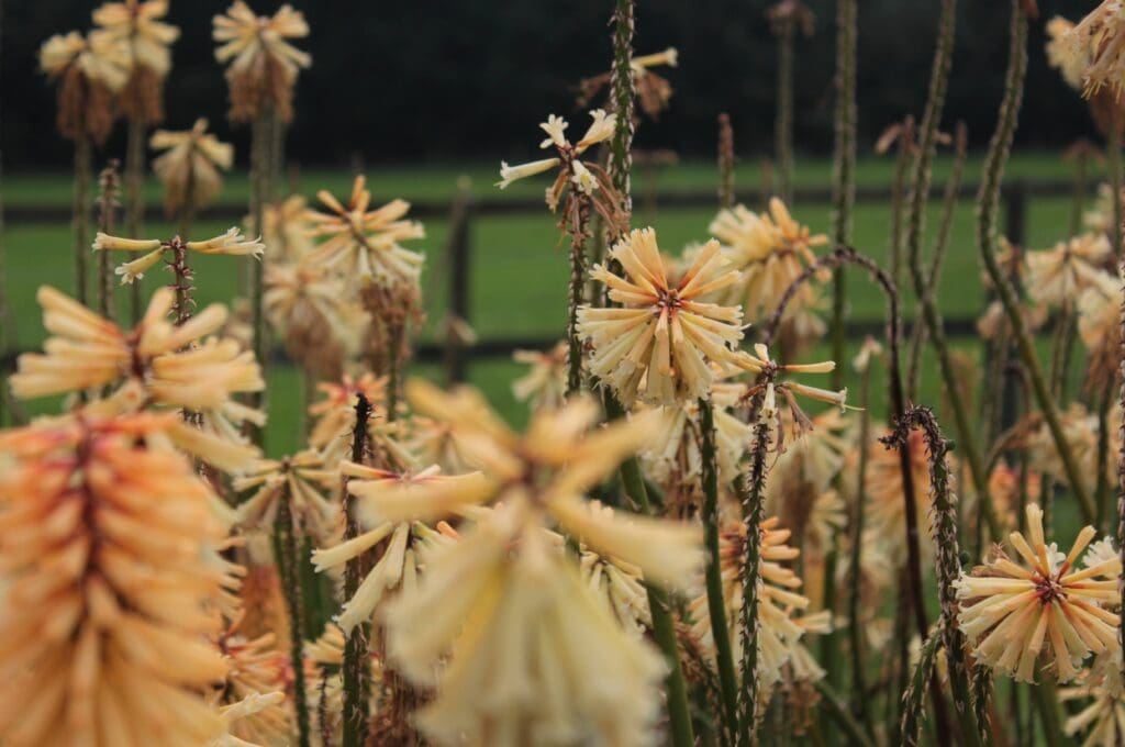 Kniphofia