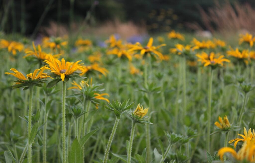 Rudbeckia