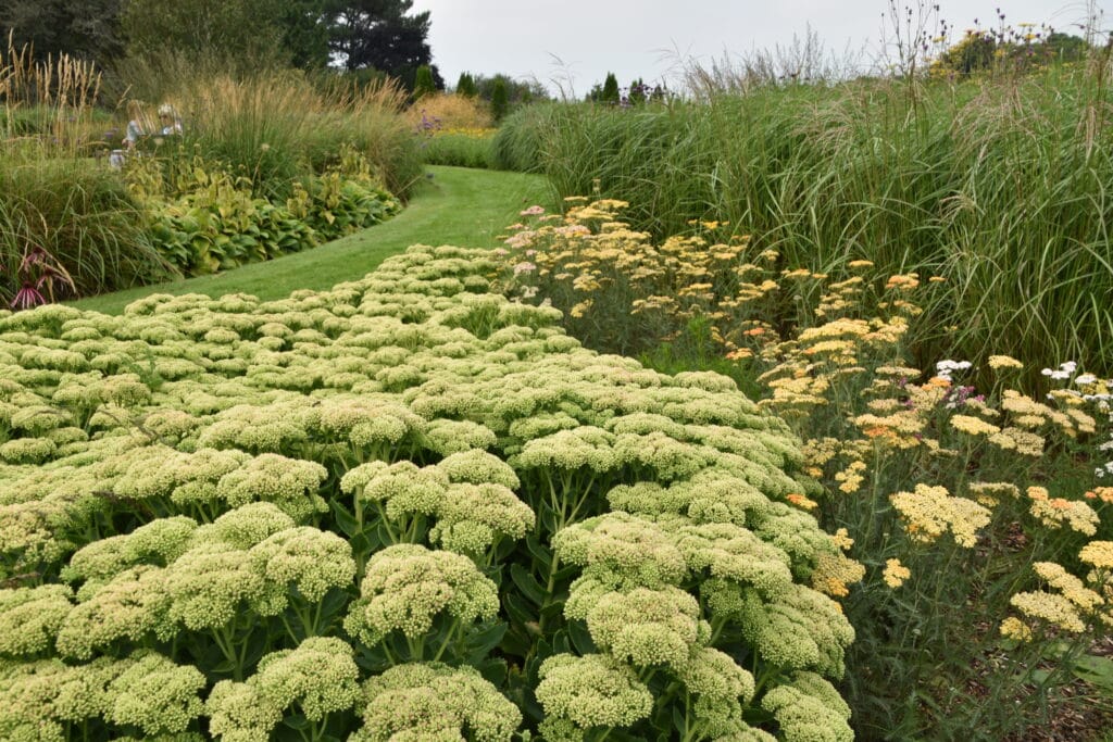 Yellow Prairie Planting