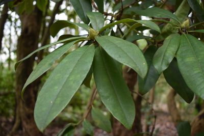 Rhododendron Cynthia