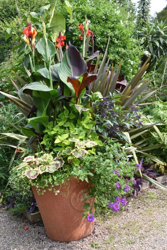 Container in the Tropical Garden