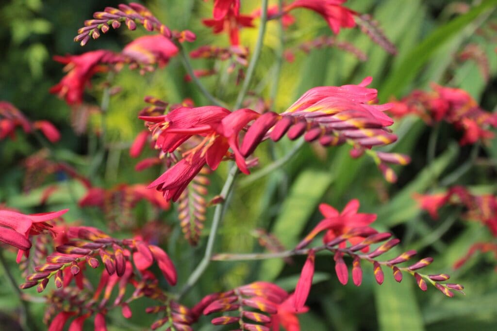 Crocosmia