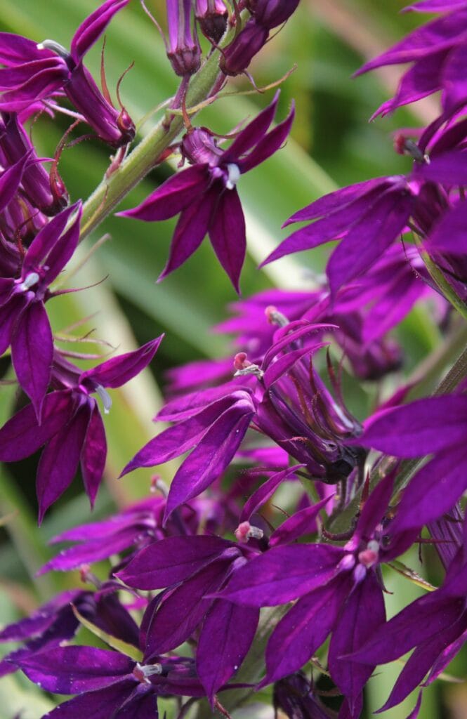 Lobelia 'Hadspen Purple'
