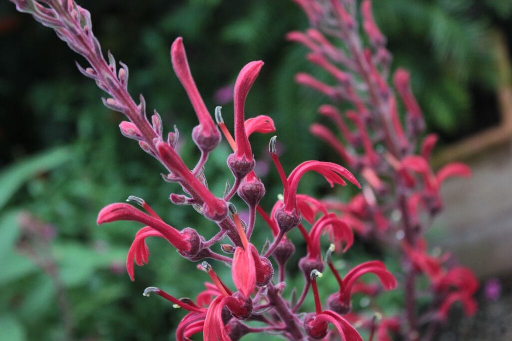 Lobelia tupa