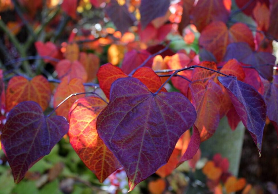 Cercis canadensis 'Forest Pansy'