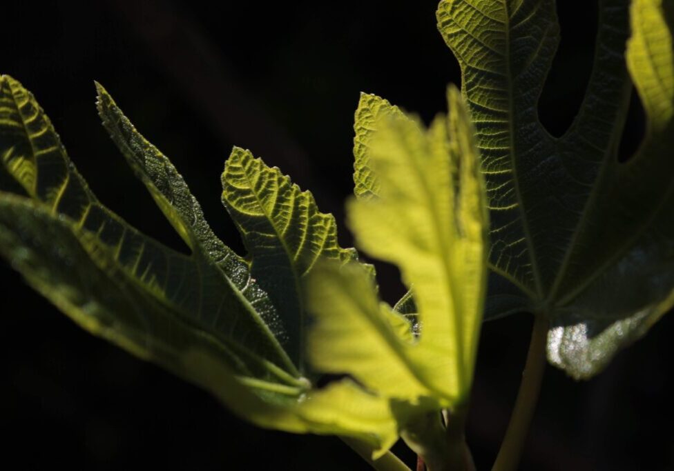 Ficus carica
