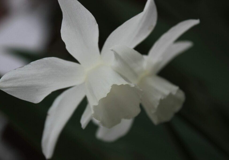 Narcissus 'Thalia'